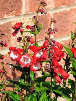 Penstemon Plants, 'Arabesque Red', 5 of 7