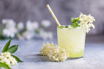 Fruit Plants Elderflower, 9 of 12