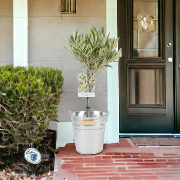 Olive Tree 50 60cm – Mediterranean Garden Plant Gift, 7 of 7