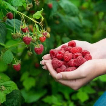 Fruit Raspberry 'Malling Admiral' Bare Rooted Plant, 3 of 6