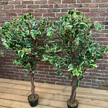 Pair Of Artificial Topiary Fig Trees, 3 of 6