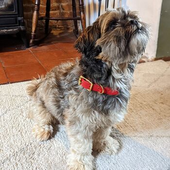 Personalised Red Leather Dog Collar, 2 of 8