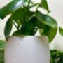 Vibrant House Plant Pot Gardening Gifts Lightweight Planter, thumbnail 6 of 7