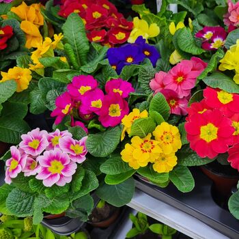 Winter Plants Primula Spring Colour Mix Six Plants, 6 of 6