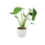 Monstera Swiss Cheese Plant In 12cm Pot, thumbnail 5 of 10