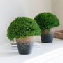 Faux Aged Potted Hebe Plant, thumbnail 2 of 3