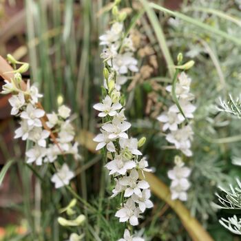 Personalised 50th Birthday Gift For Her, Luxury Gardening Set With Journal, Gloves And Seeds, 9 of 12