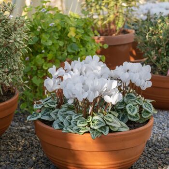 Flowering Cyclamen White Three Plants In 10.5cm Pots, 4 of 5