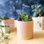 Make Your Own Plant Pot Kit, thumbnail 3 of 7