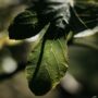 Fig Tree Reed Diffuser Refill, thumbnail 2 of 2