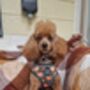 Harvest Pumpkin Patch Dog Harness, thumbnail 4 of 5