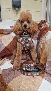 Harvest Pumpkin Patch Dog Harness, 4 of 5