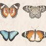 Lepidoptera Natural Wallpaper, thumbnail 2 of 3