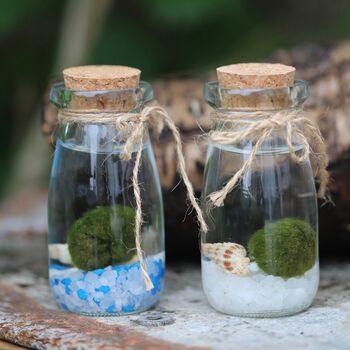 Marimo Moss Ball Terrarium In Glass Milk Jar, 3 of 5