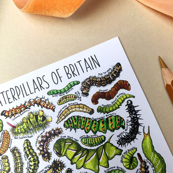Caterpillars Of Britain Watercolour Postcard, 4 of 9