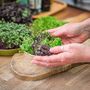 Mild Flavour Organic Microgreens | Five Seed Set, thumbnail 3 of 7