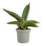 Samurai Snake Plant Low Light Succulent House Plant, thumbnail 2 of 2