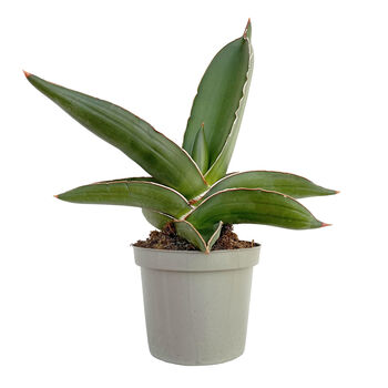 Samurai Snake Plant Low Light Succulent House Plant, 2 of 2
