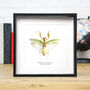 Asian Praying Mantis Insect Bug Moth Butterfly Box Frame Entomology Taxidermy Interior Design Modern Home Decor Wall Hanging Display Gift Ornament, thumbnail 1 of 3