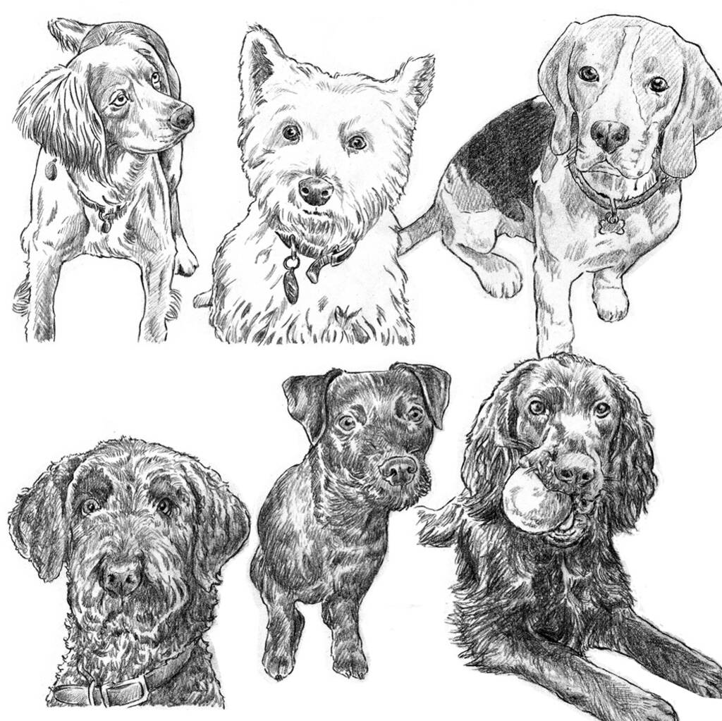 Personalised Pet Portrait Sketch By Letterfest
