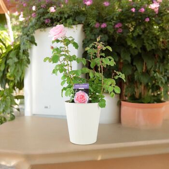 Bride And Groom Rose – Romantic Wedding Gift Plant – Free Standard Gift Wrap, 7 of 7