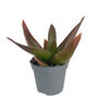 Aloe Black Gem Potted Succulent House Plant, thumbnail 6 of 6