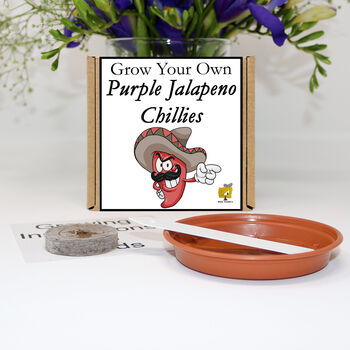 Grow Your Own Chilli Plant. Purple Jalapeno Seeds Kit, 2 of 6