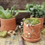 Indian Block Terracotta Planter And Drip Tray, thumbnail 2 of 5