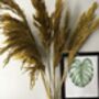 Dried Yellow Pampas Grass Bunch, thumbnail 4 of 4