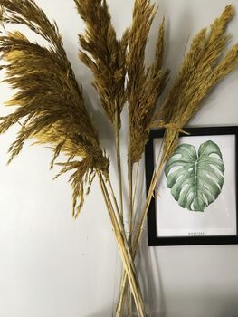 Dried Yellow Pampas Grass Bunch, 4 of 4