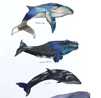 Whales Of The World A4 Foiled Art Print, 3 of 3