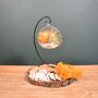 Diy Air Plant Terrarium Kit Hanging Terrarium Gift Autumn Orange, thumbnail 10 of 10