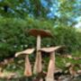 Set Of Three Wooden Mushrooms For Garden, thumbnail 4 of 12