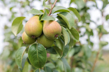 Pear Fruit Trees Three X 10 L Pots, 6 of 8