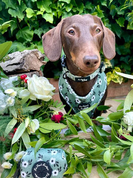 Green Meadow Daisy Dog Collar, 5 of 8