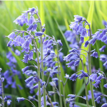 Spring Bulbs Bluebells 12 X Premium Bulb Pack, 2 of 5