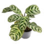 Houseplant Calathea 'Burle Marxii' Plant In 13cm Pot, thumbnail 2 of 5