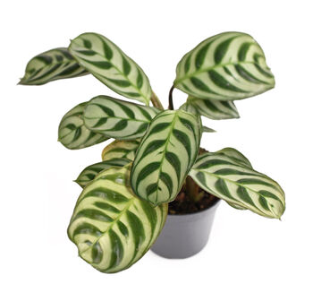 Houseplant Calathea 'Burle Marxii' Plant In 13cm Pot, 2 of 5