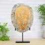 Xl Fossilised Trilobite Bespoke Steel Stand Real Authentic Jurassic Dinosaur Fossil Natural History Interior Design Home Decor Display Gift Ornament, thumbnail 1 of 3