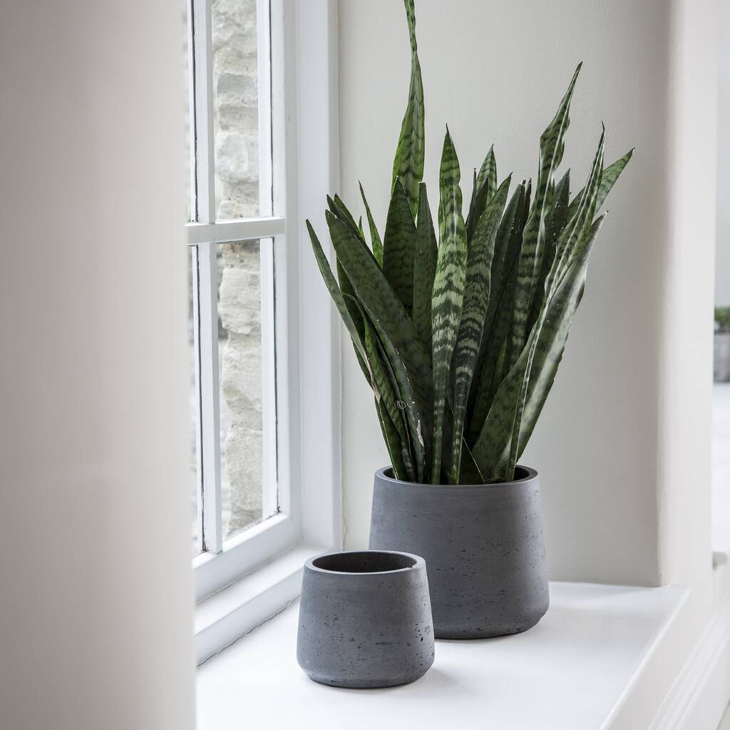 Black Cement Plant Pots By Idyll Home | notonthehighstreet.com