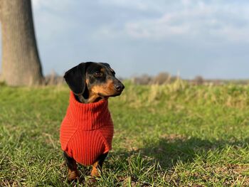 Personalised Pure Cashmere Dog Jumper Sweater, 3 of 12