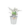 Senecio Angel Wings Plant In 2 L Pot – Silvery Foliage, thumbnail 5 of 7