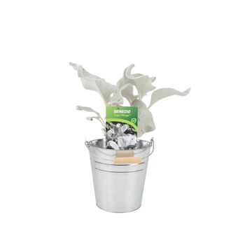 Senecio Angel Wings Plant In 2 L Pot – Silvery Foliage, 5 of 7