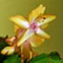 Christmas Cactus Yellow One X Full Plant 13cm Pot, thumbnail 3 of 6