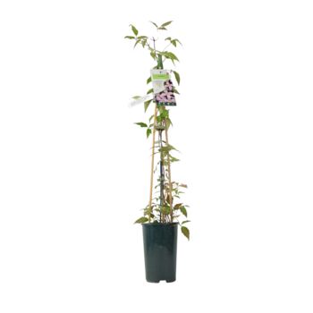 Clematis Montana Vera – Pink Spring Climber3 L Pot, 2 of 5