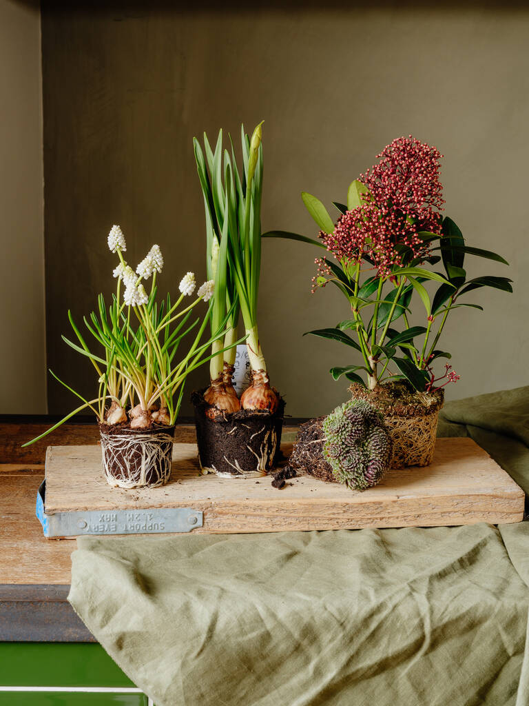 Outdoor Plant Bundle, 1 of 4