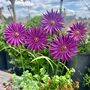 Aster Garden Sculpture Stakes Set Of Five, thumbnail 2 of 4