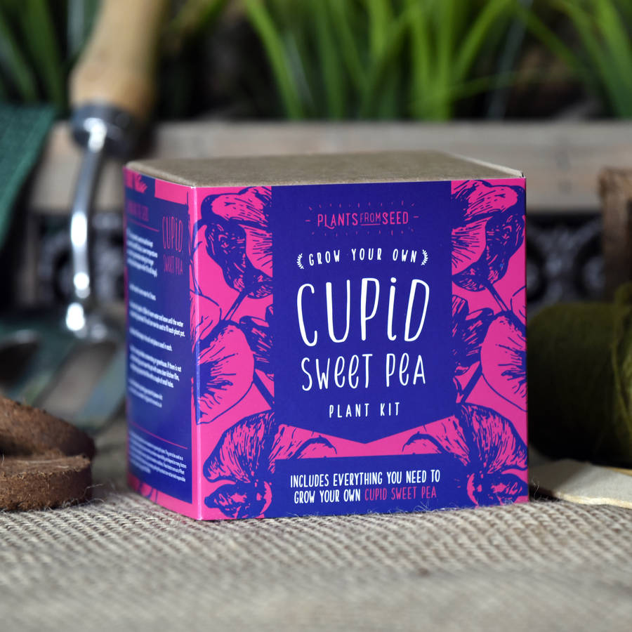 Grow Your Own Cupid Sweet Pea Plant Kit By Plants From