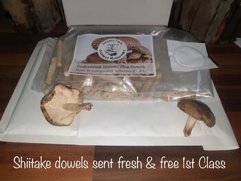 Shiitake Mushroom Log Dowel Kit, Gift Voucher Option, 3 of 8