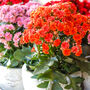 Flowers Kalanchoe 'Mixed' Three X Plants In 6cm Pots, thumbnail 1 of 6